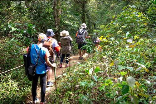 Free A group of adults hiking through a lush forest trail on a sunny day, embracing outdoor adventure. Stock Photo