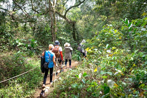 Free Group of People Hiking through Woods Stock Photo