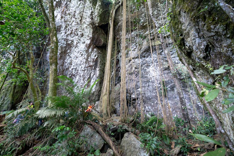 Big Vines Hanging In The Forest