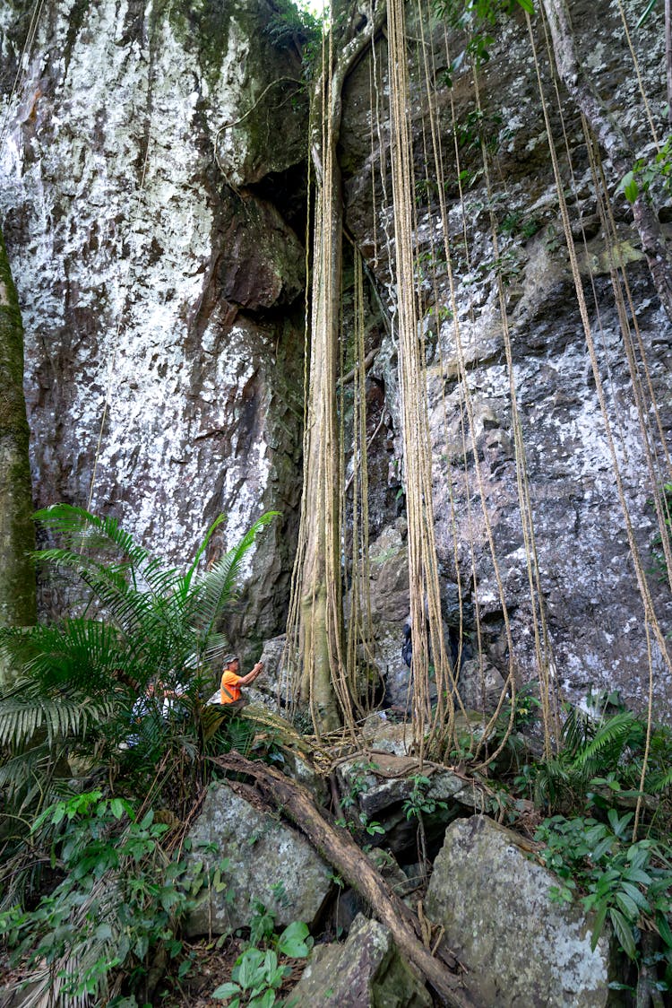 Rocky Cliff And Tropical Flora 