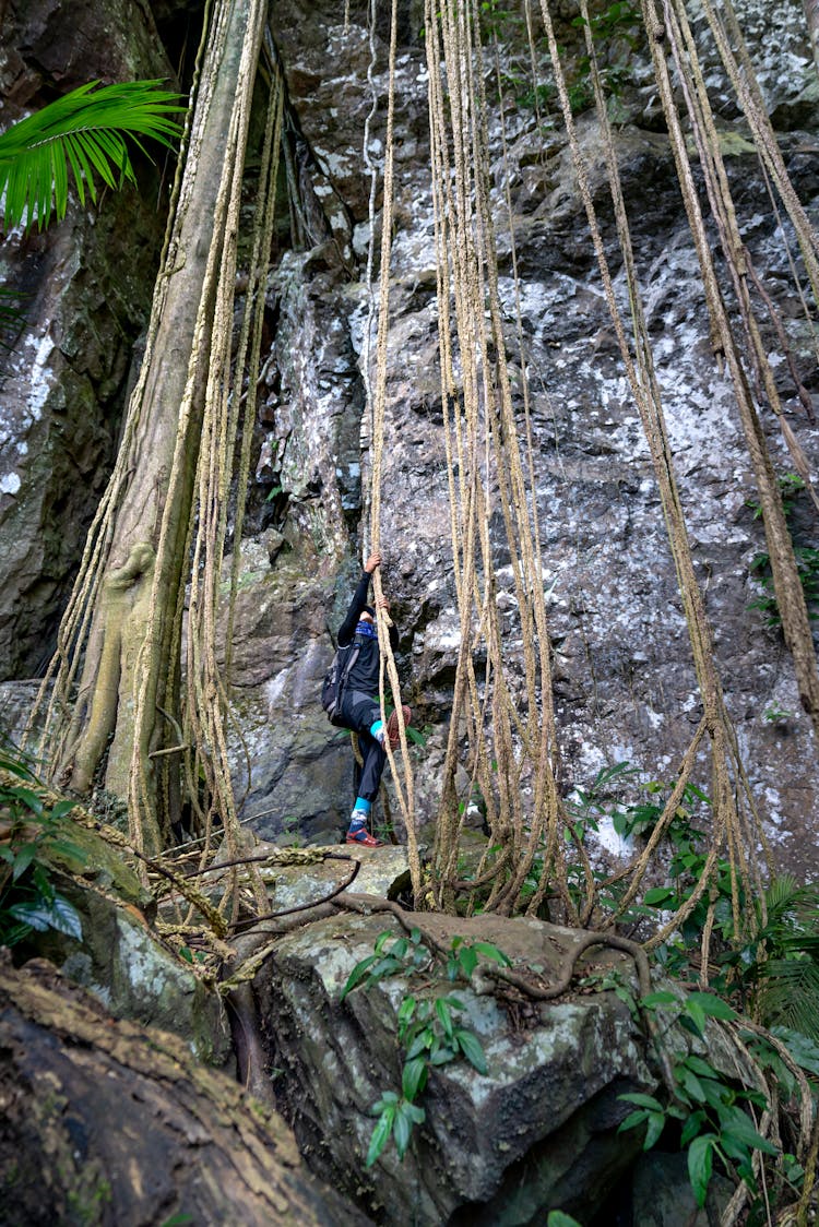 Rocky Cliff And Tropical Flora 