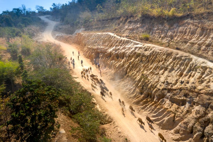 Cattle Herd In Canyon