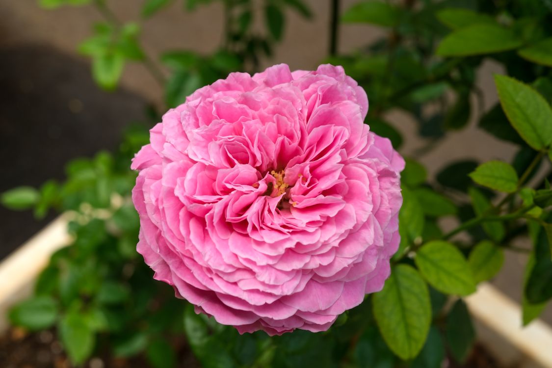Pink English Rose in Bloom · Free Stock Photo