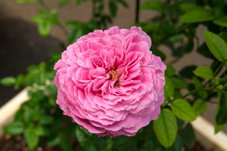 Pink English Rose In Bloom