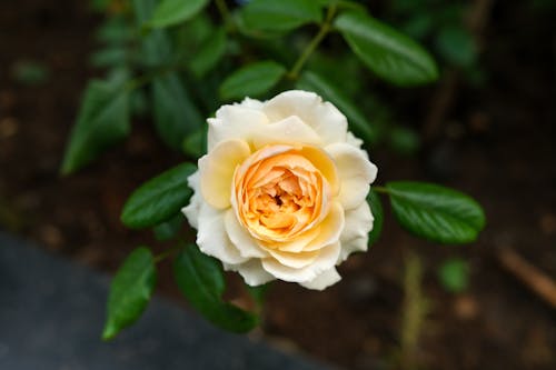 A Close-Up Shot of a Golden Celebration Rose