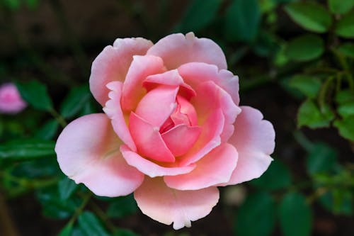 Gratis lagerfoto af flora, lyserød blomst, pink-rose Lagerfoto