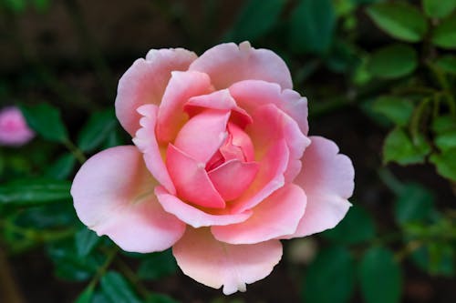 Gratis lagerfoto af flora, lyserød blomst, pink-rose