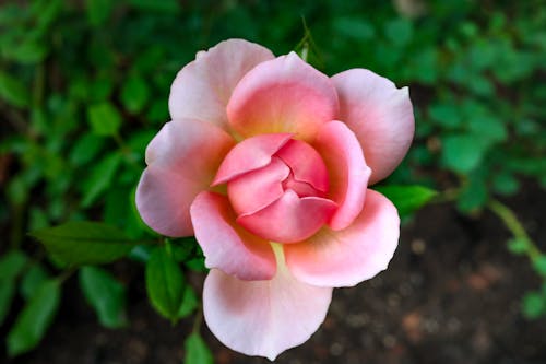 Gratis lagerfoto af flora, lyserød blomst, pink-rose Lagerfoto