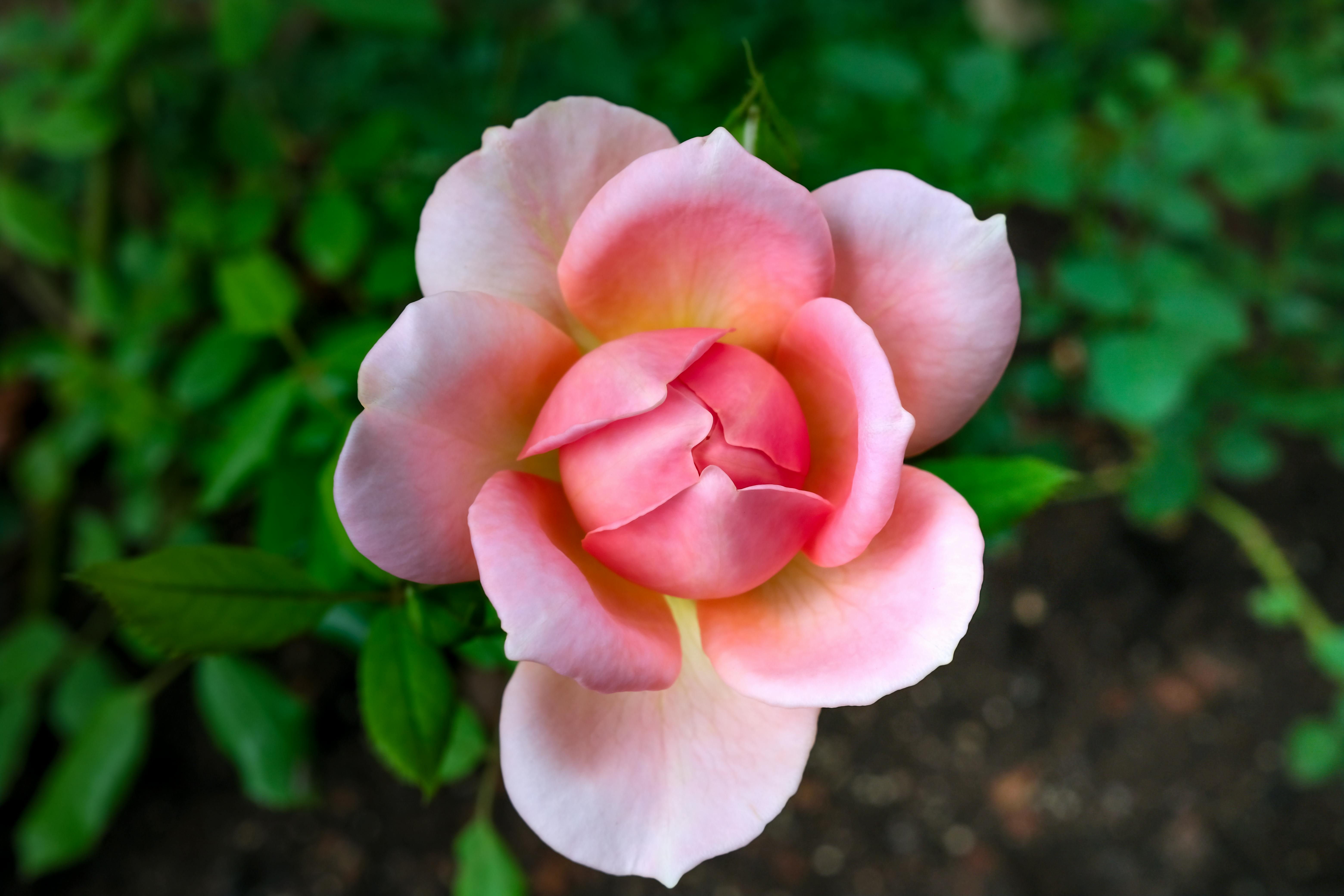 A pink rose petal – License Images – 929964 ❘ StockFood