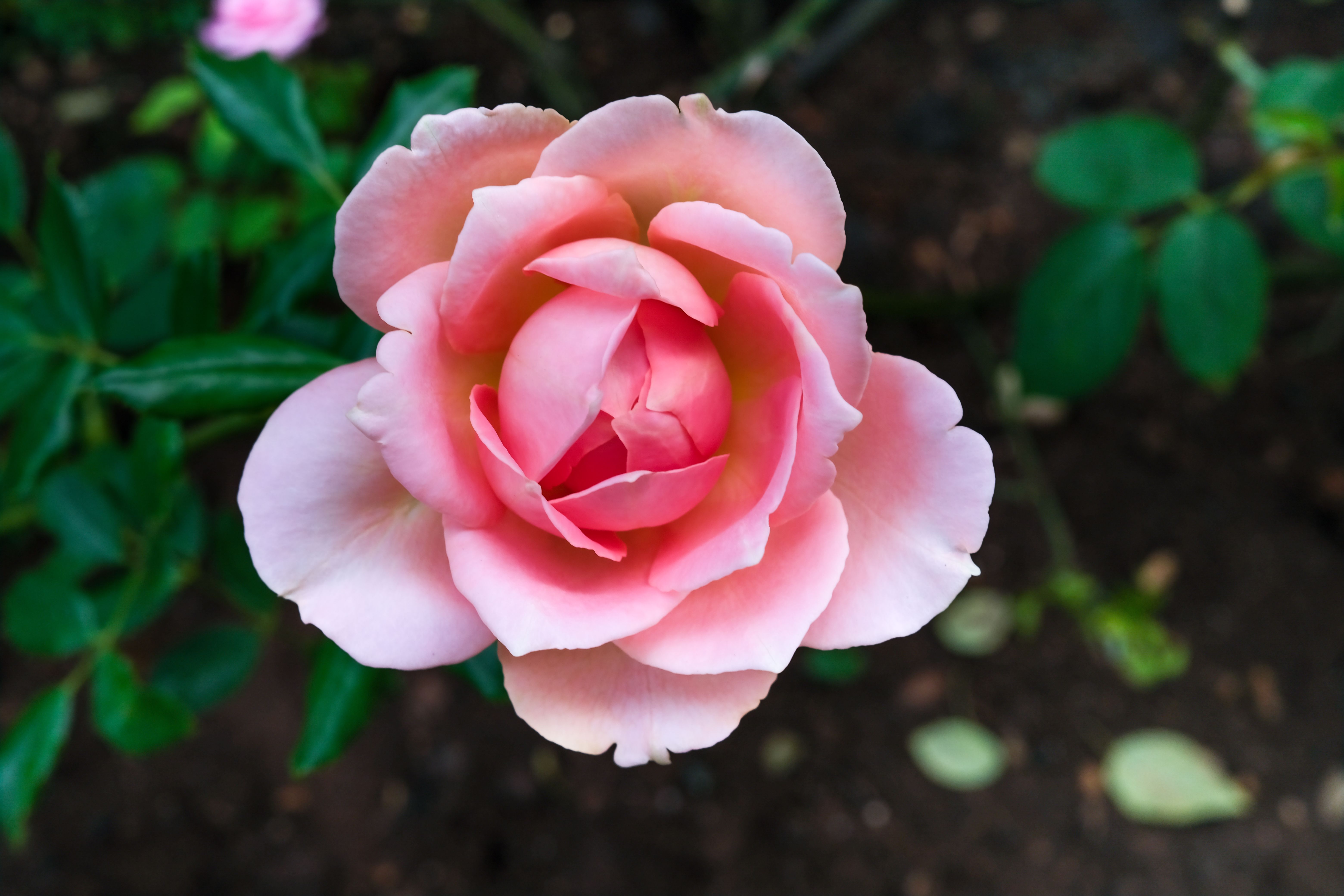 A Close-Up Shot of a Pink Rose in Bloom · Free Stock Photo
