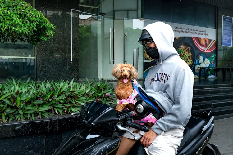 Young Man With A Dog On A Scooter 