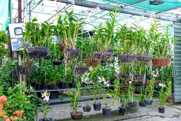 Orchid Park
