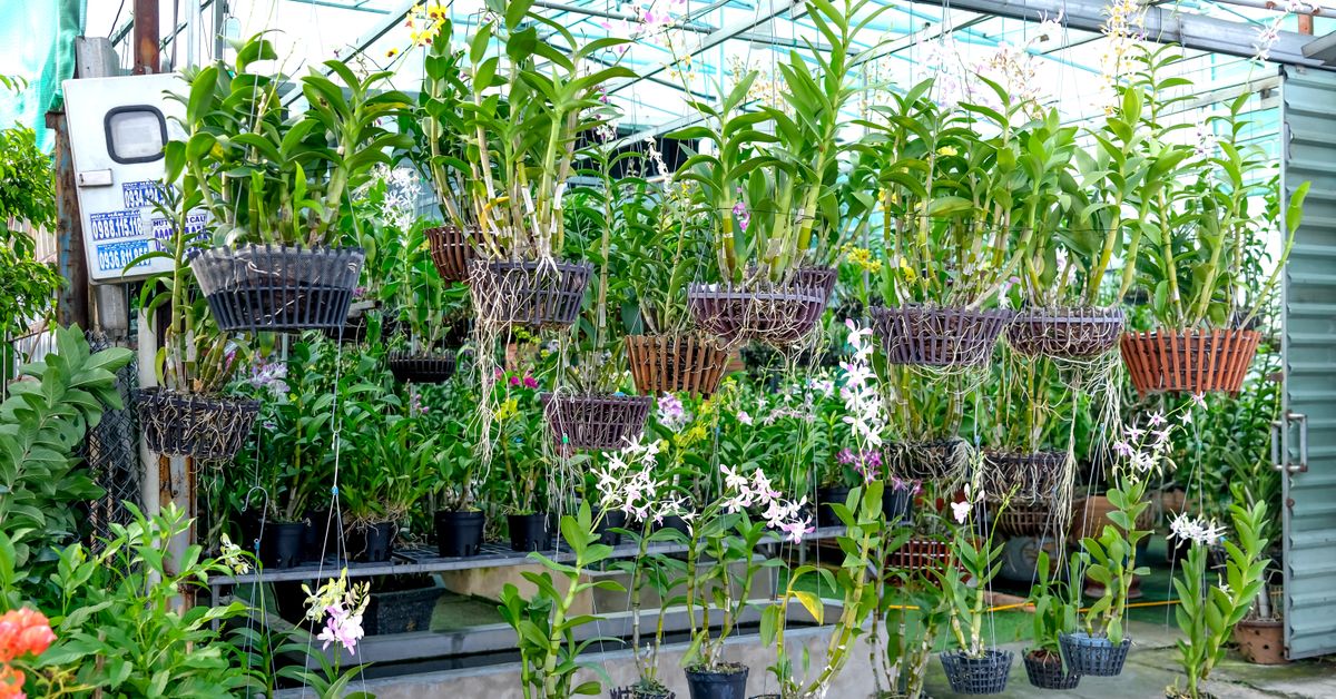 Tipos de orquídeas no orquidário Tipos de orquídeas penduradas em um orquidário com outras plantas em vasos