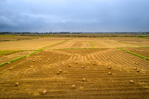 Free Drone shot of a vast rural farmland landscape with scattered hay bales under a cloudy sky. Stock Photo