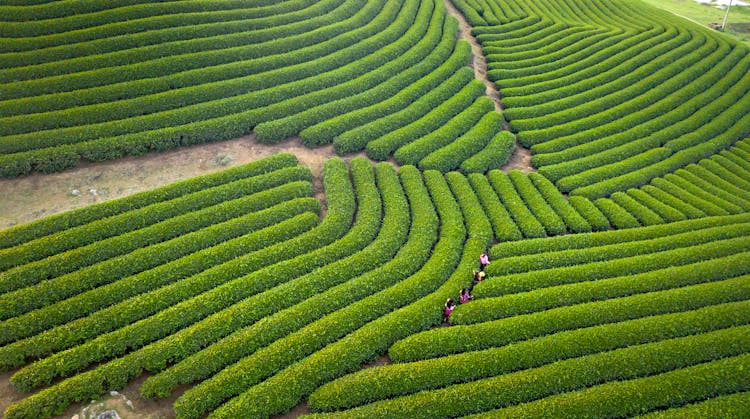 Aerial View Of Green Fields