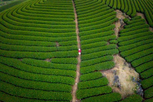 Foto d'estoc gratuïta de camp, foto des d'un dron, jardins