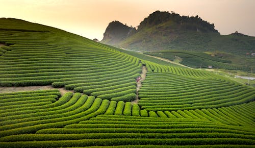 Foto profissional grátis de agricultura, ao ar livre, área