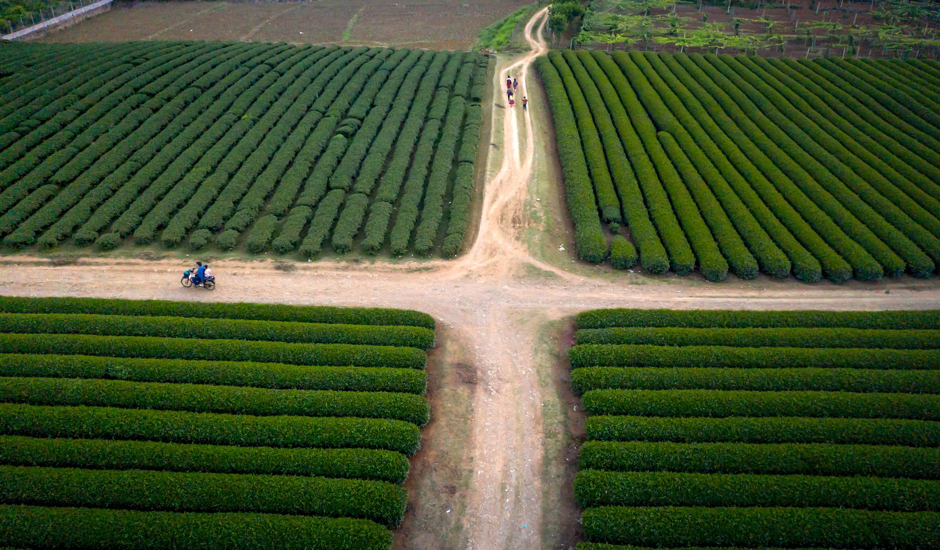 The Global Tea Supply Is a Genetic Mess. Scientists Just Built a "23andMe" to Fix It.