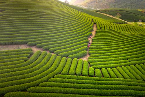 Aerial View of Croplands · Free Stock Photo