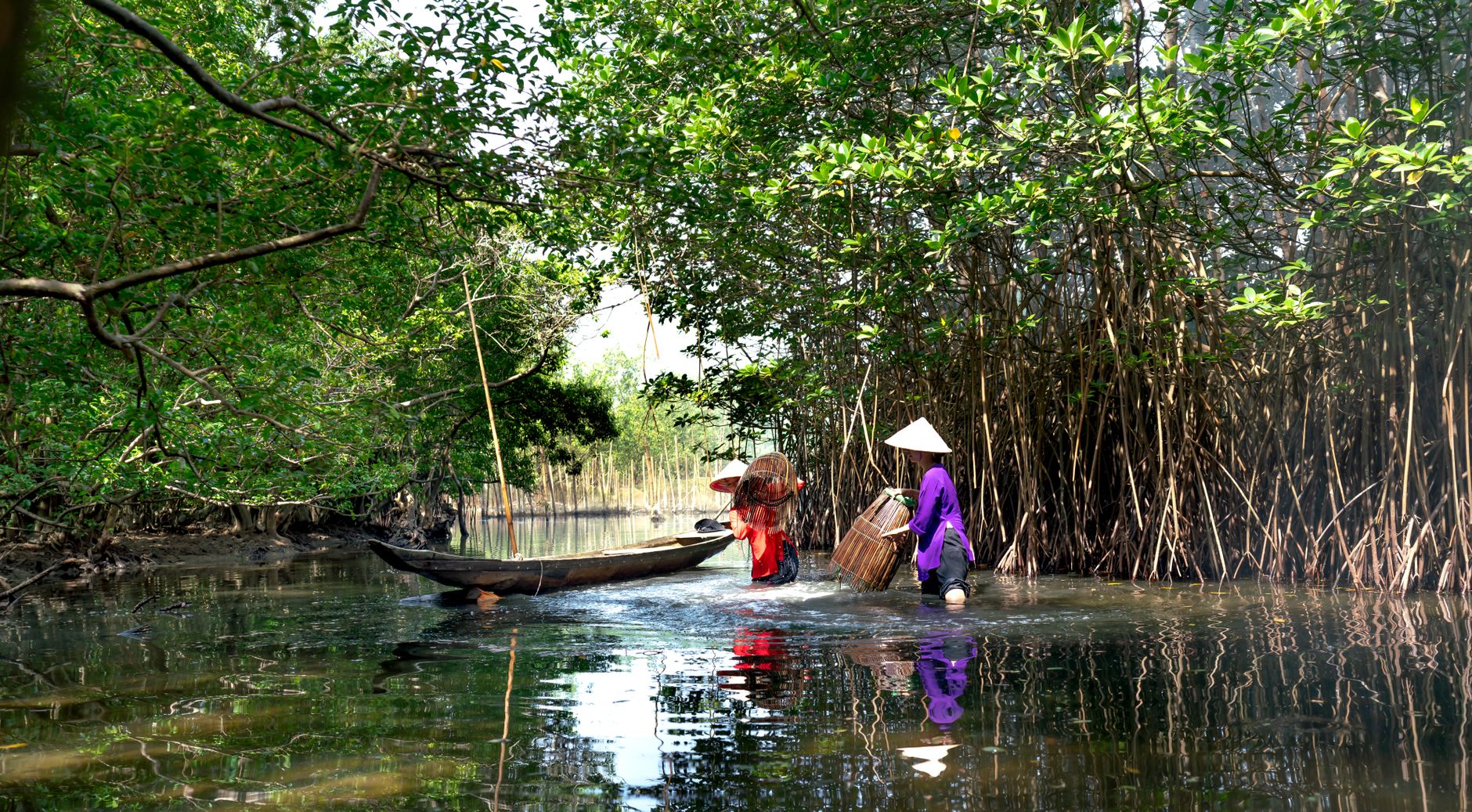 Women in conical hats fishing in mangrove forest using bamboo traps.