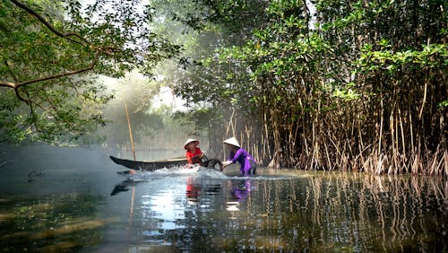 Foto d'estoc gratuïta de barrets, bosc, cistelles