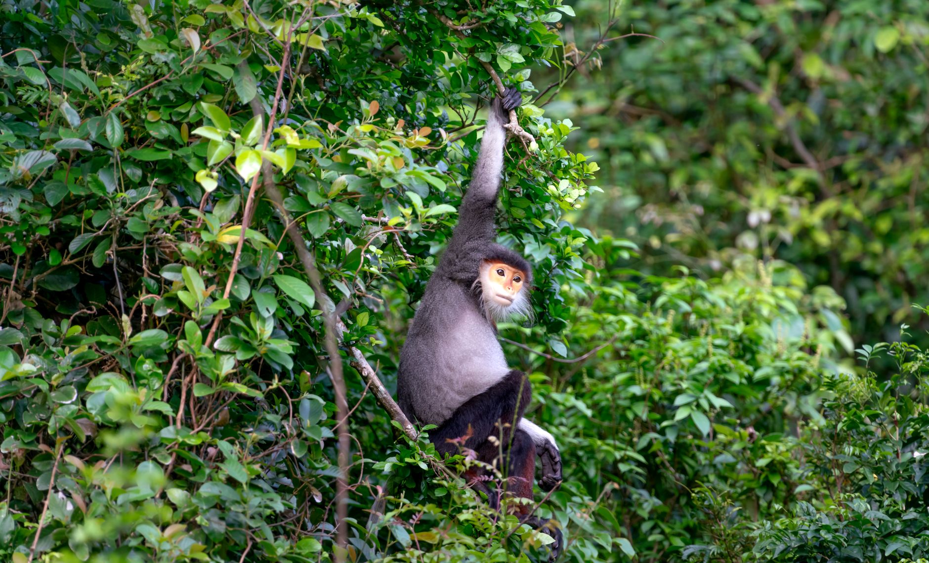 A red-shanked douc langur sits suspended in dense green jungle foliage, showcasing its vibrant colors.