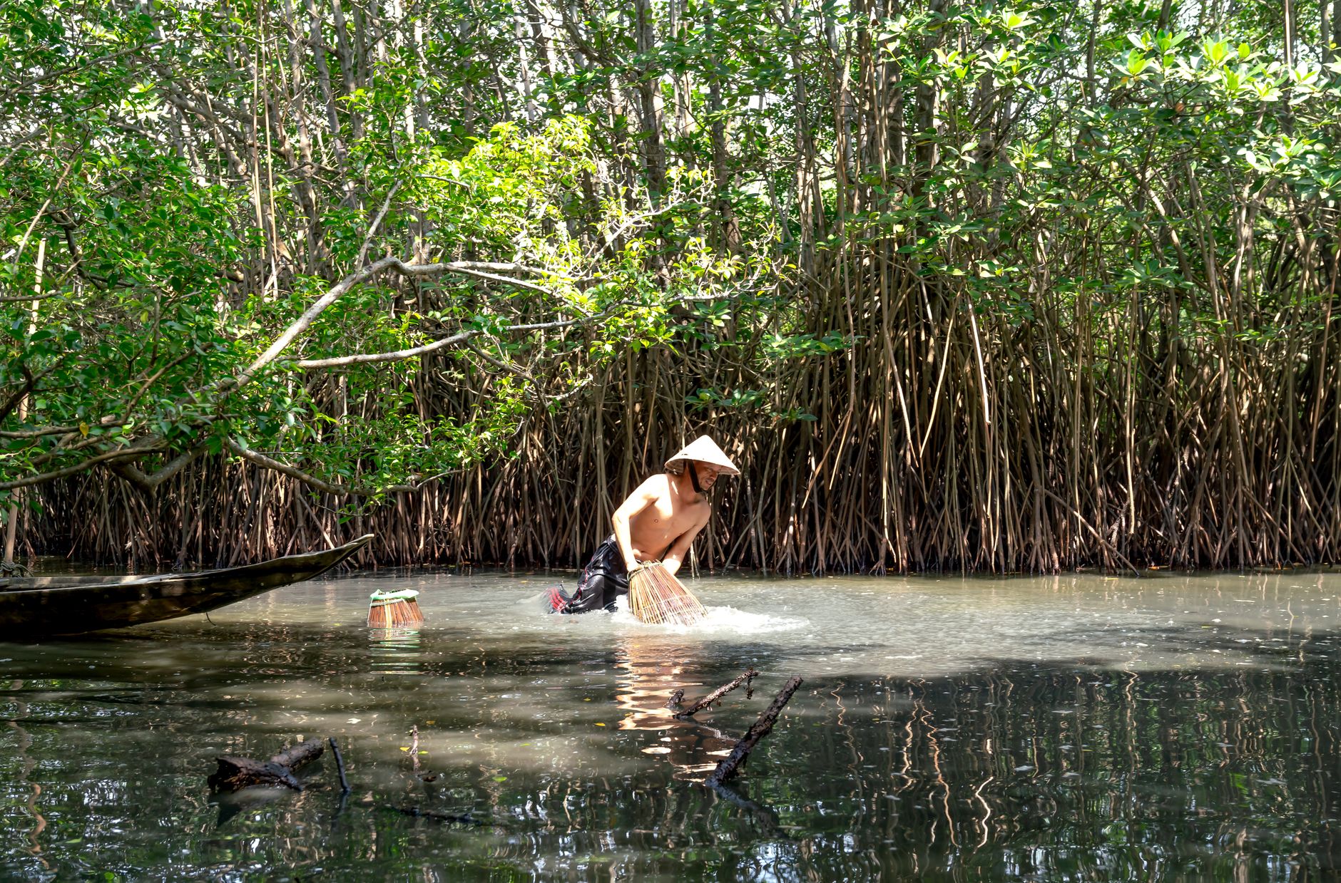A man fishing with a traditional trap in a shallow mangrove forest stream.