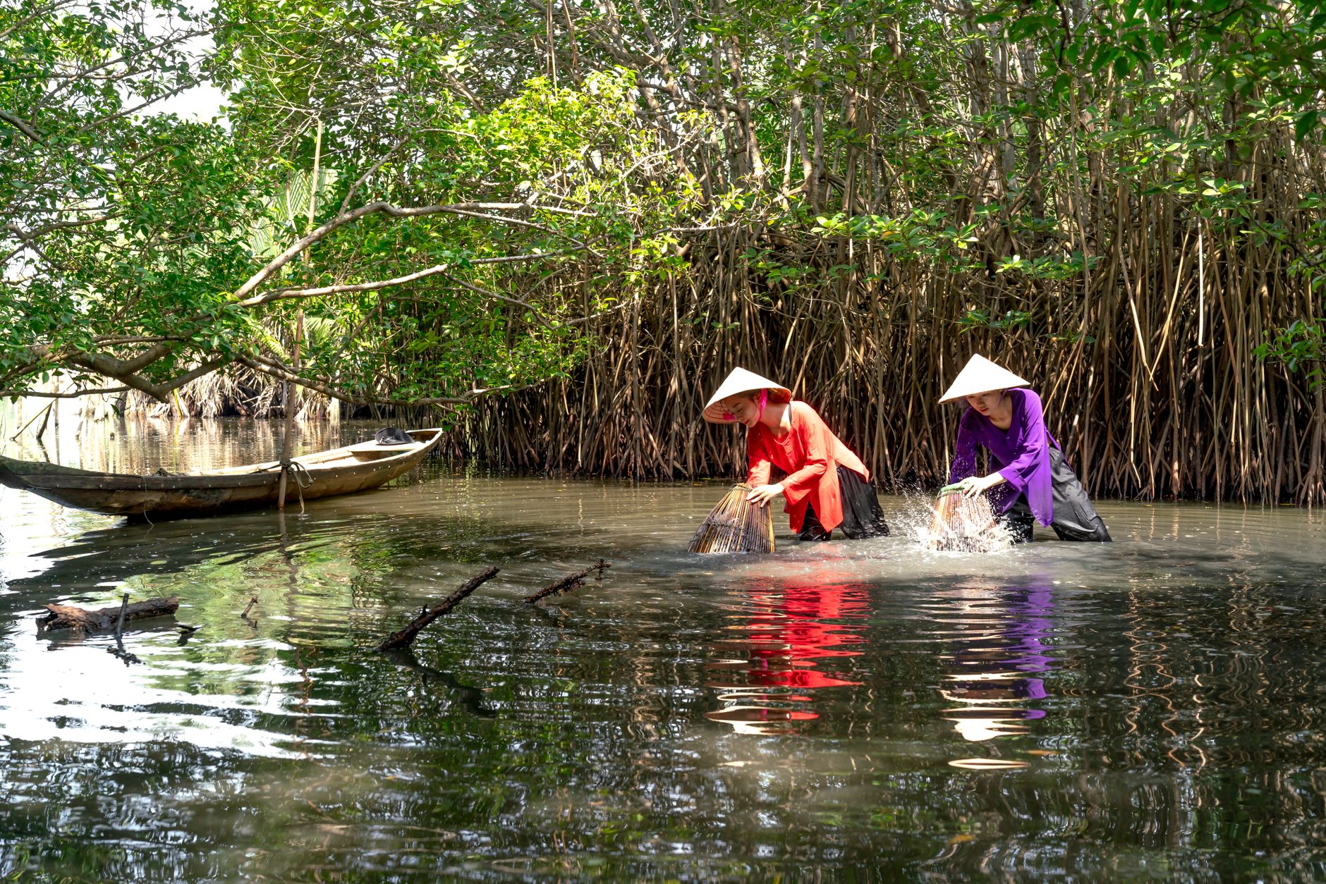Two women in conical hats fish in a dense mangrove forest using traditional traps.