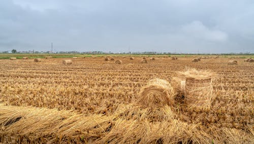 Brown Grass Field 