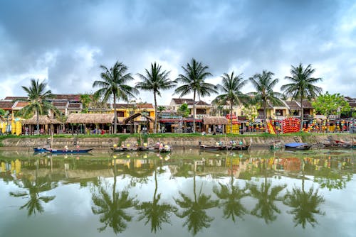 Palm Trees Growing on Tropical Resort Shore