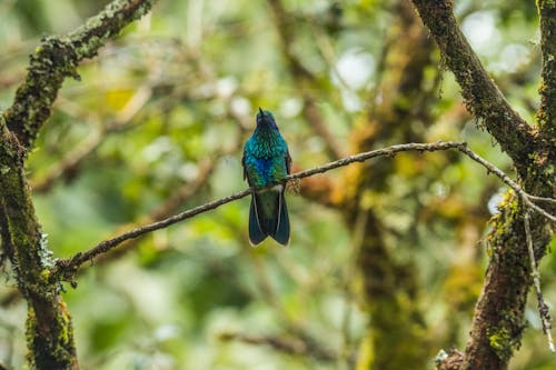 Foto d'estoc gratuïta de animal, au, aviari