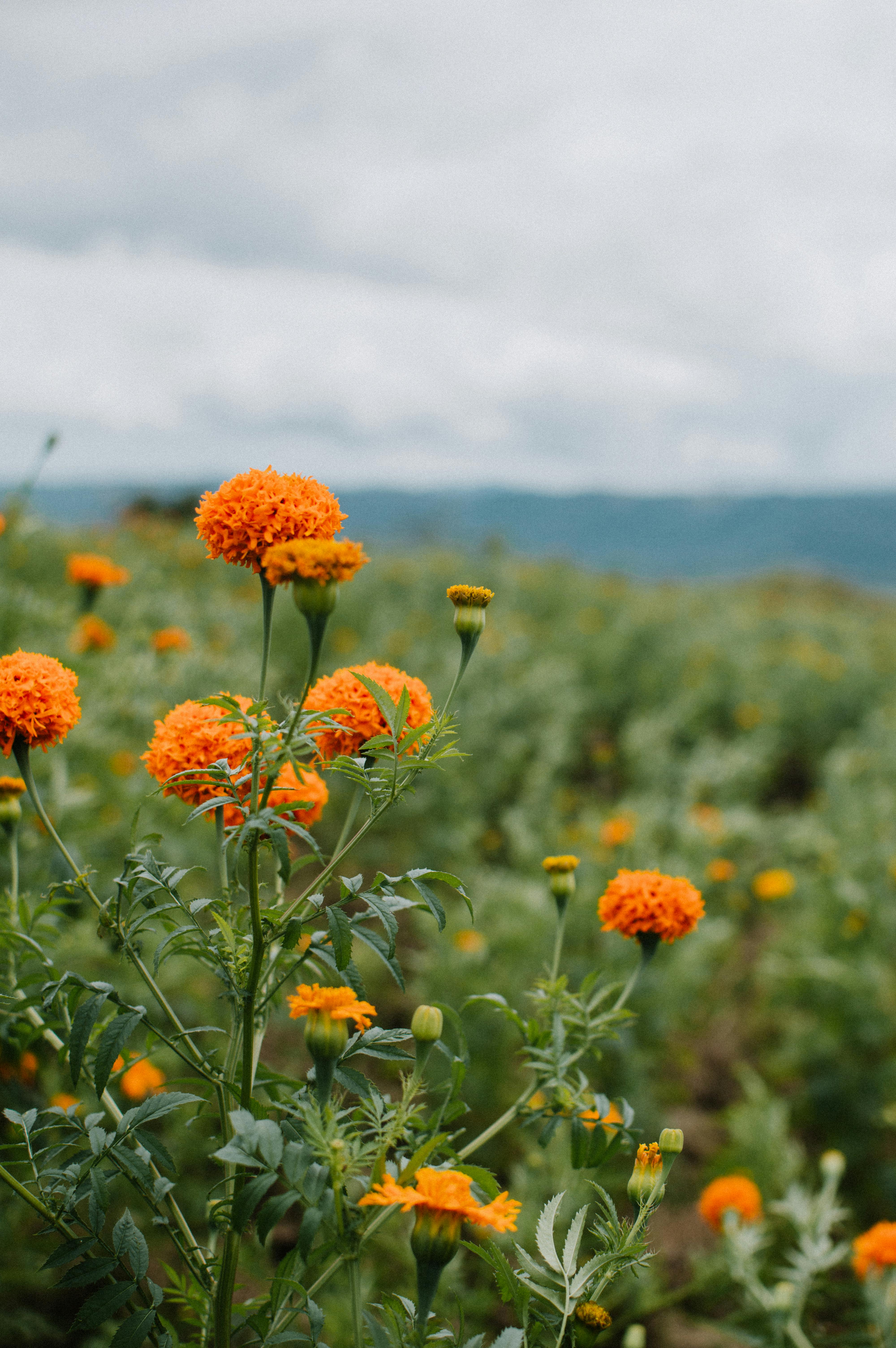Stunning marigold blooms in a lush field near San Pablo Coapan, Mexico.