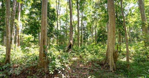 Darmowe zdjęcie z galerii z drzewa, fotografia przyrodnicza, las