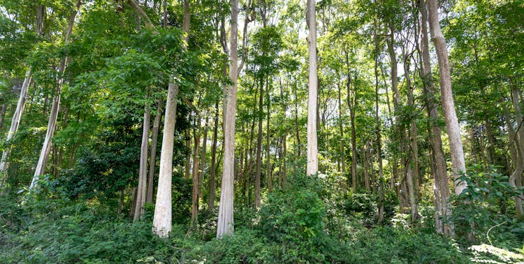 Green Lush Forest In Summer