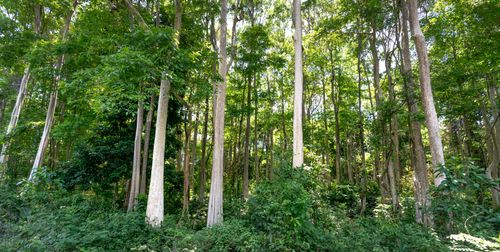 Free A vibrant green forest scene showcasing tall trees in full summer foliage. Stock Photo
