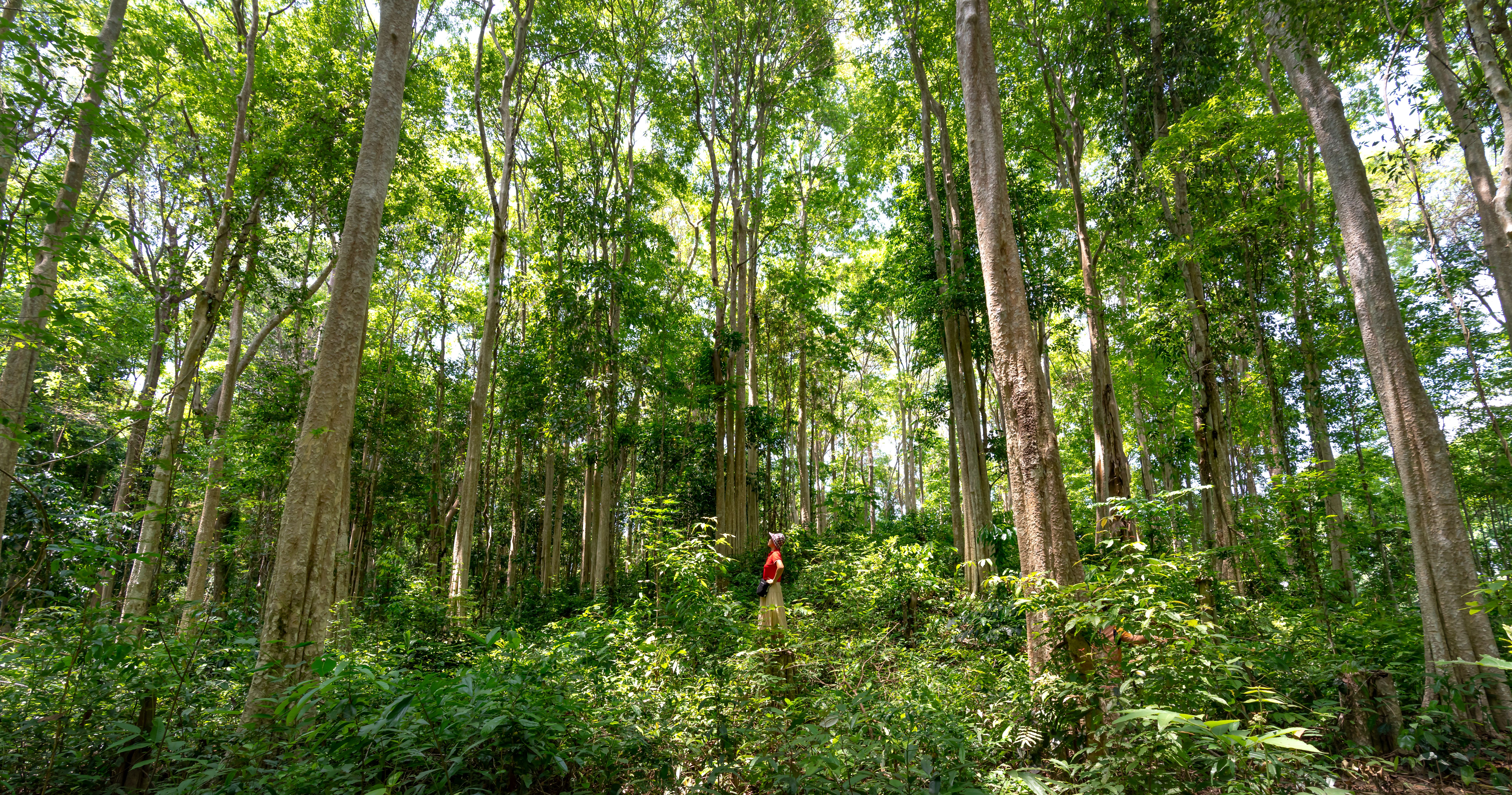 Kenya Pays Sh2.6bn to Settle Mau Forest Eviction Claims