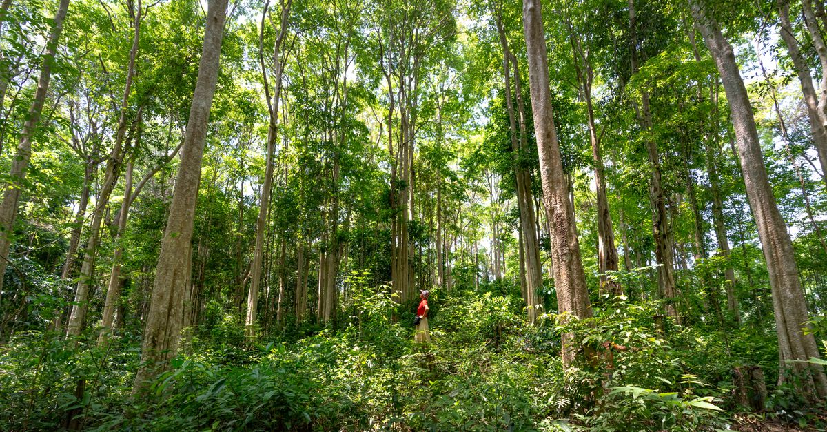 Kenya Pays Sh2.6bn to Settle Mau Forest Eviction Claims