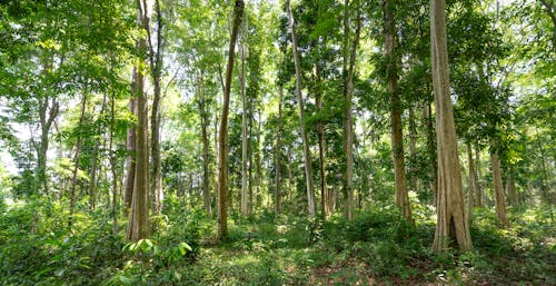 Trees with Green Leaves