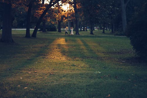 公園, 太陽, 日落 的 免費圖庫相片