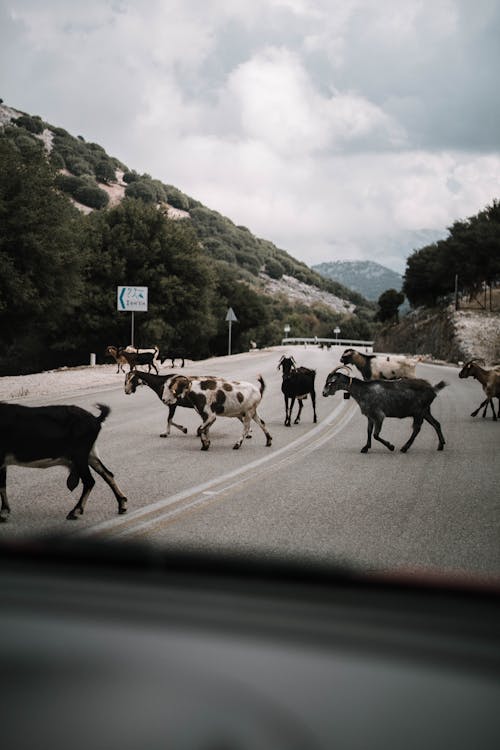 Goat Herd Crossing Street