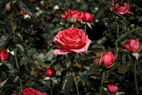 Free Red Roses in Bloom Stock Photo