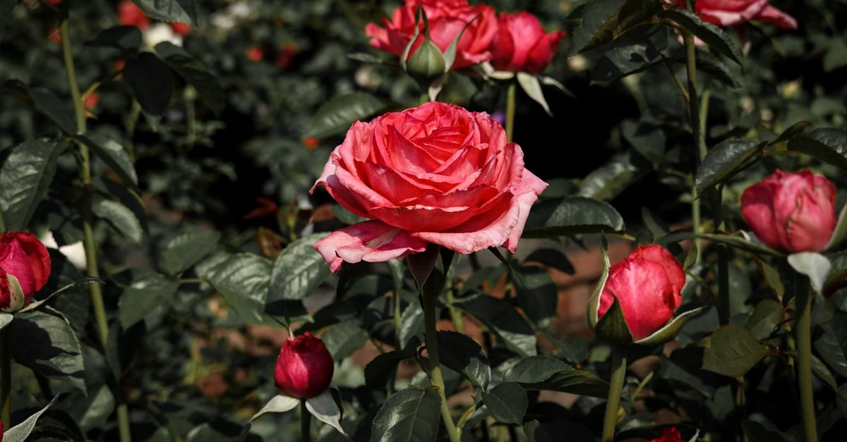 Red Roses in Bloom · Free Stock Photo