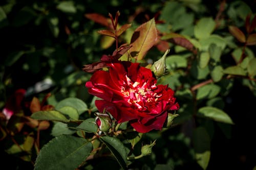 Close-Up Photograph of a Red Garden Rose