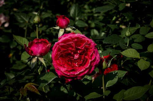 Fotobanka s bezplatnými fotkami na tému červená, farba, ker