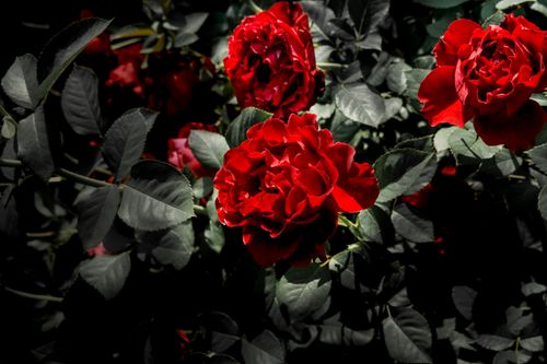 Free Close-up of vibrant red roses blooming with green foliage in a garden setting. Stock Photo