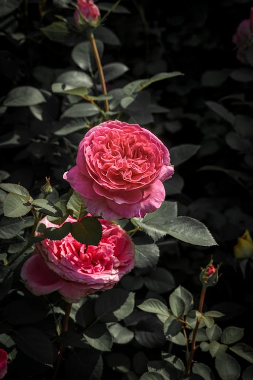 คลังภาพถ่ายฟรี ของ กลีบดอก, ยิงแนวตั้ง, สวน