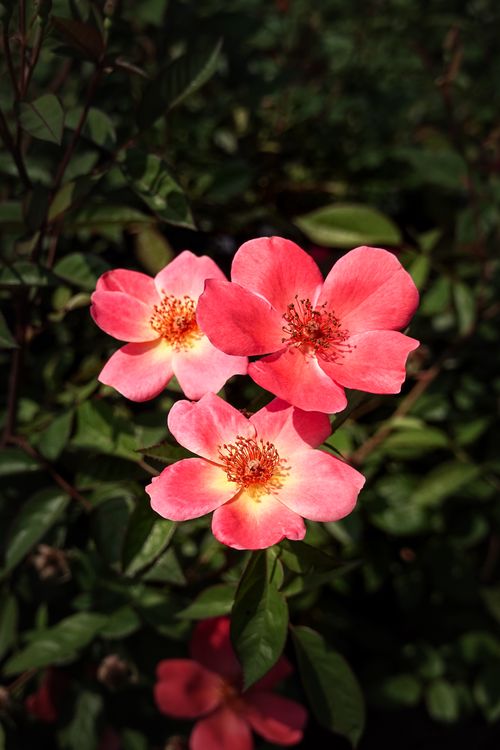 Free Close-up of vibrant pink roses in a garden against lush green foliage. Stock Photo