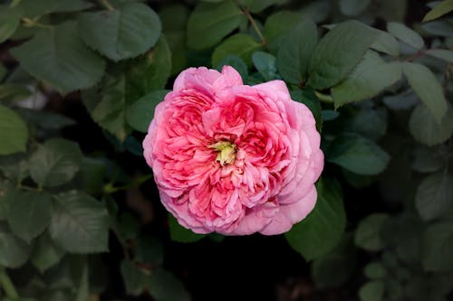 Pink Rose with Dark Green Leaves