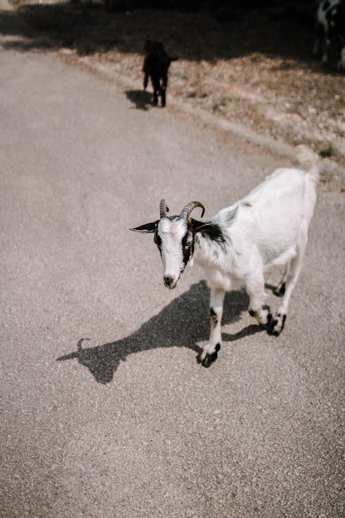 Photographie De Mise Au Point Sélective De Chèvre Blanche
