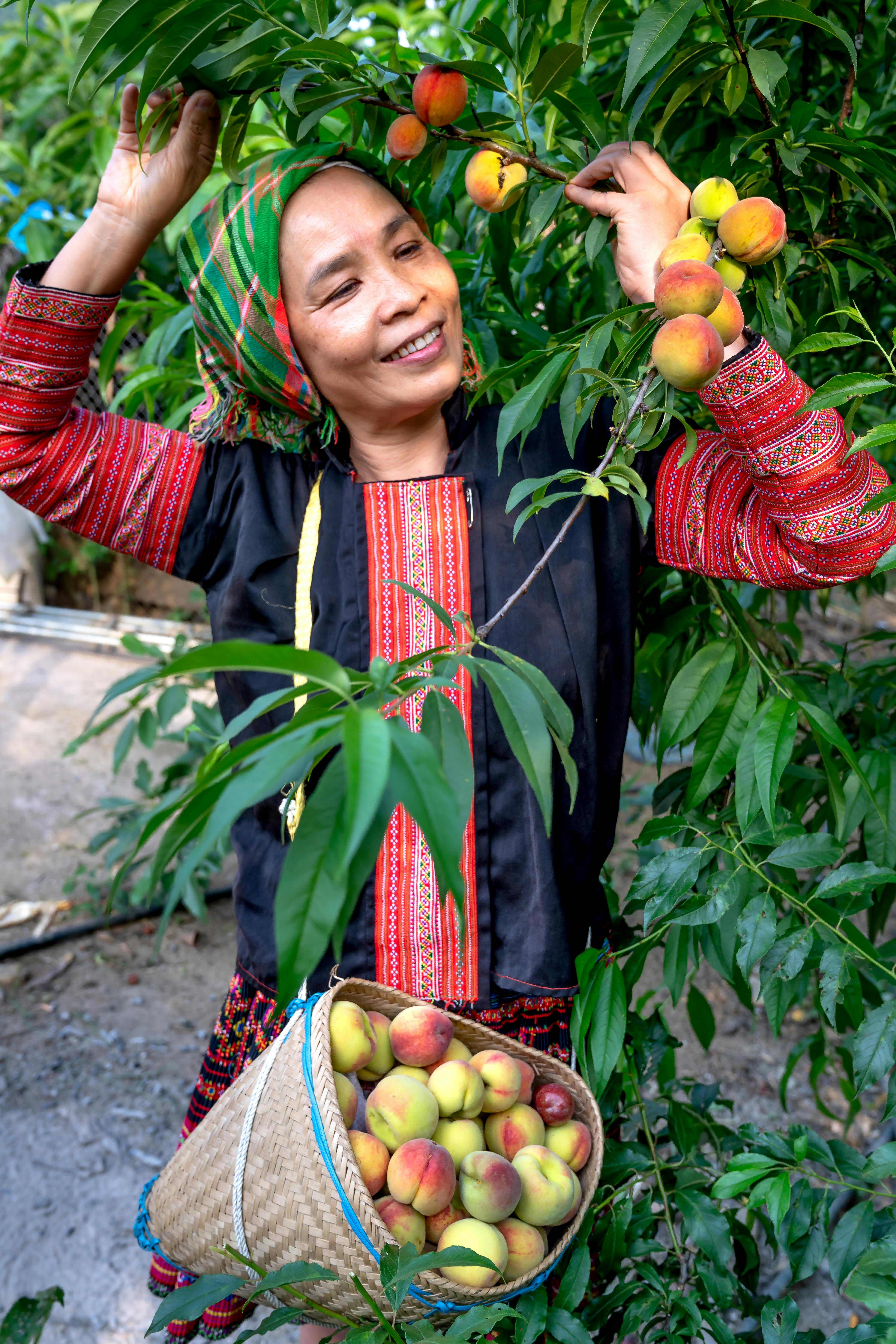 Elderly woman in vibrant traditional clothing picking ripe peaches outdoors.